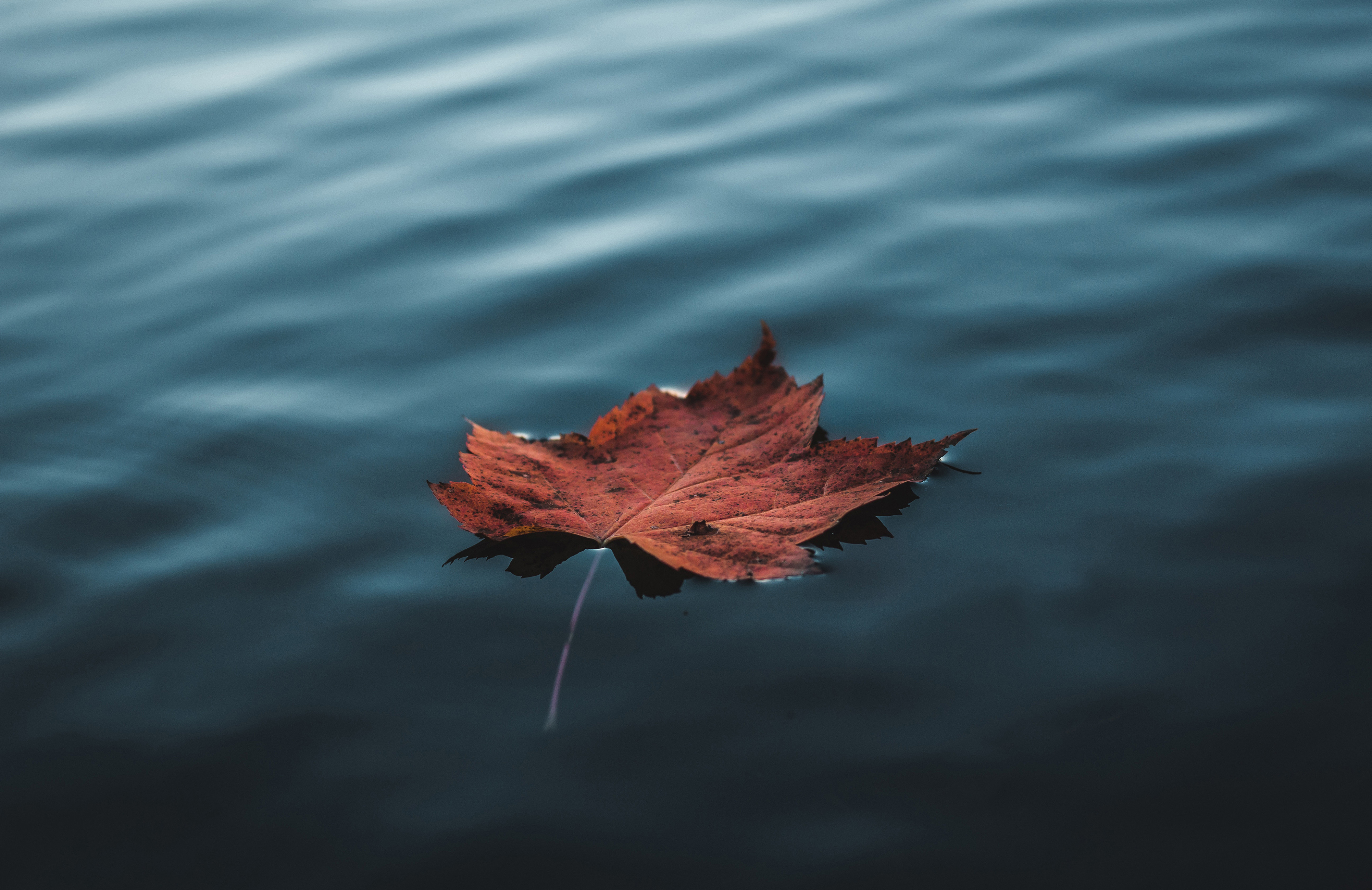 Leaf floating in water